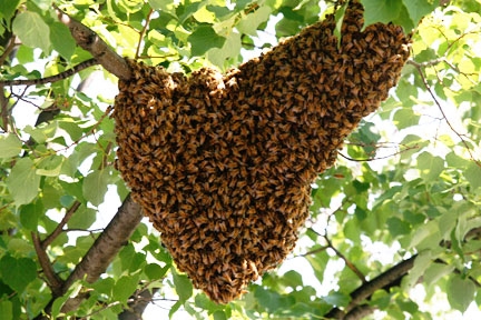 Free Bee Swarm Removal Northern Ireland