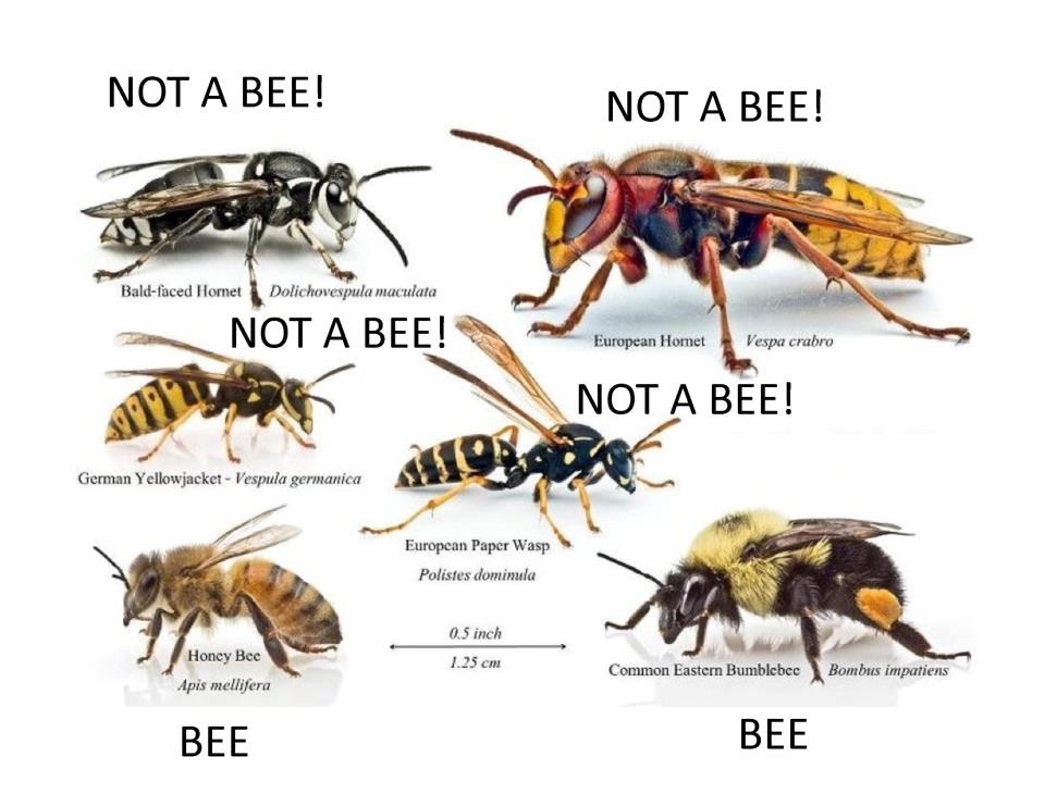 Free Bee Swarm Removal Northern Ireland