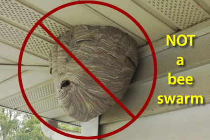 Free Bee Swarm Removal Northern Ireland